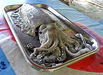 'Octopus' by Asienreisender